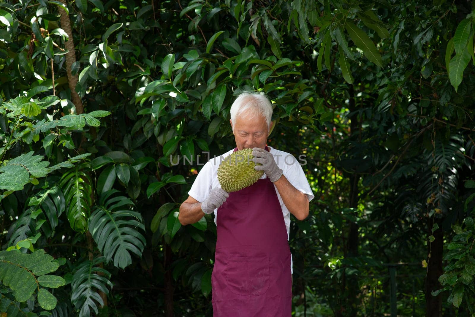 Farmer and musang king durian in orchard.