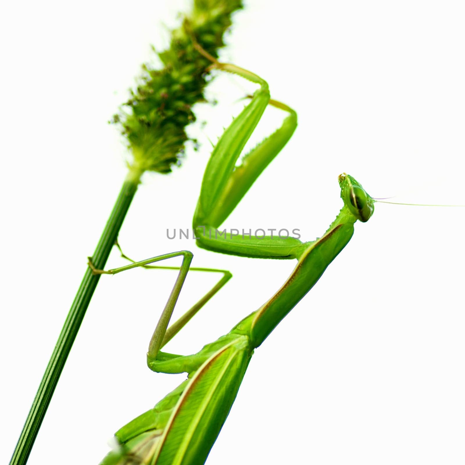 The praying mantis insect is on plant on white background.