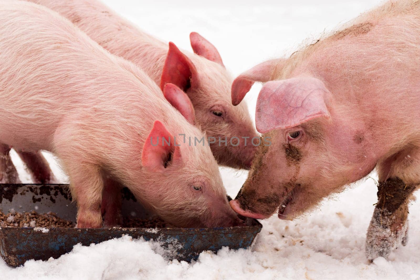 Three pigs are eating on the snow at winter.