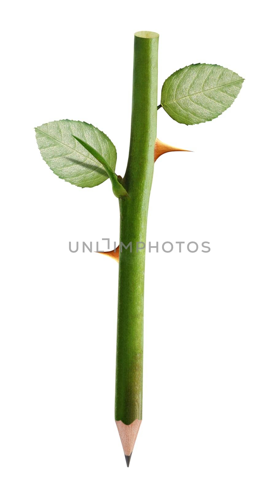 Green pencil rose stem and thorn with leaves, clipping path and alpha channel included.