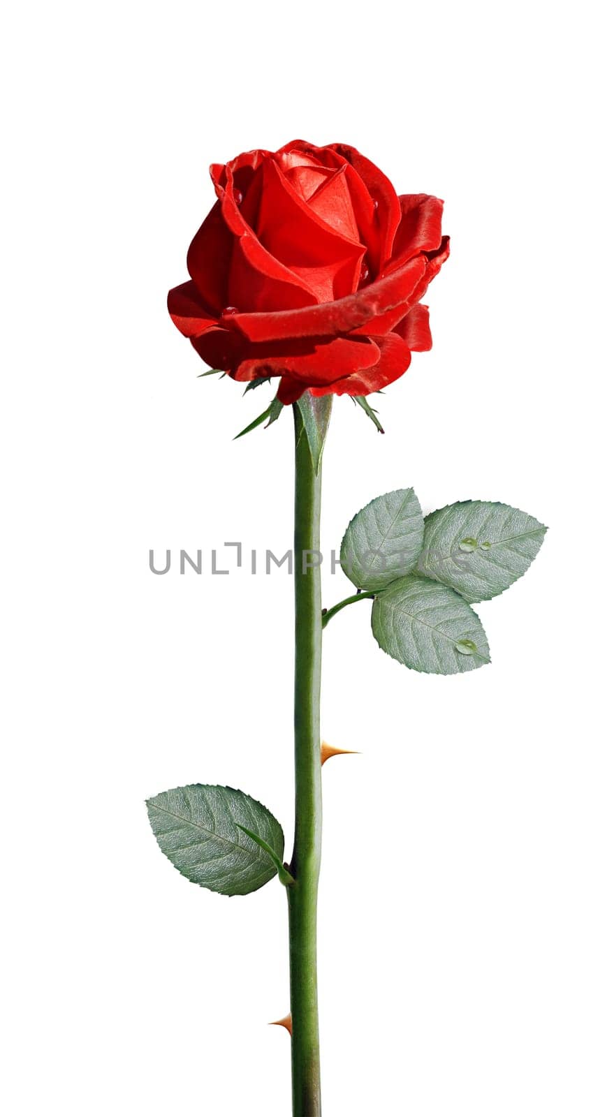 fresh red rose isolated on white background, clipping path and alpha channel included.
