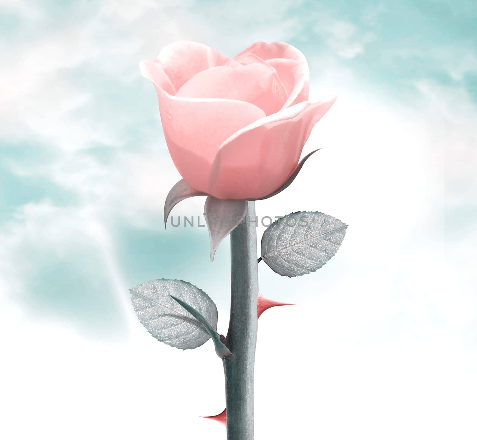 fresh yellow rose in vintage blue sky, clipping path and alpha channel included.