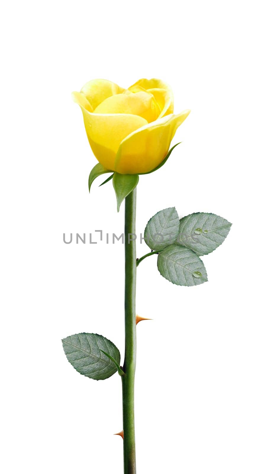 fresh yellow flower isolated on white background, clipping path and alpha channel included.