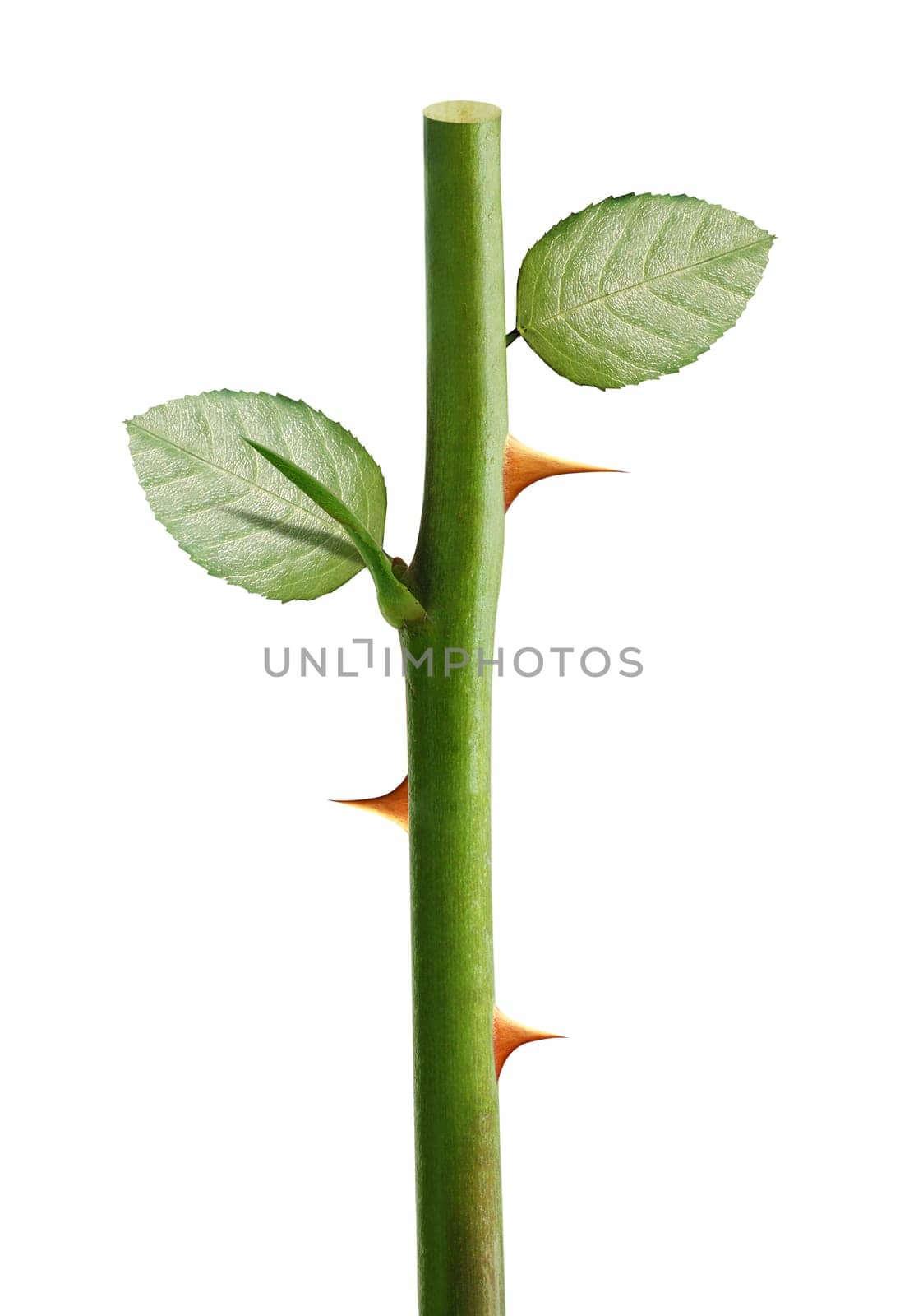 Green rose stem with yellow thorns, Rose prickles on a white background, clipping path and alpha channel included.