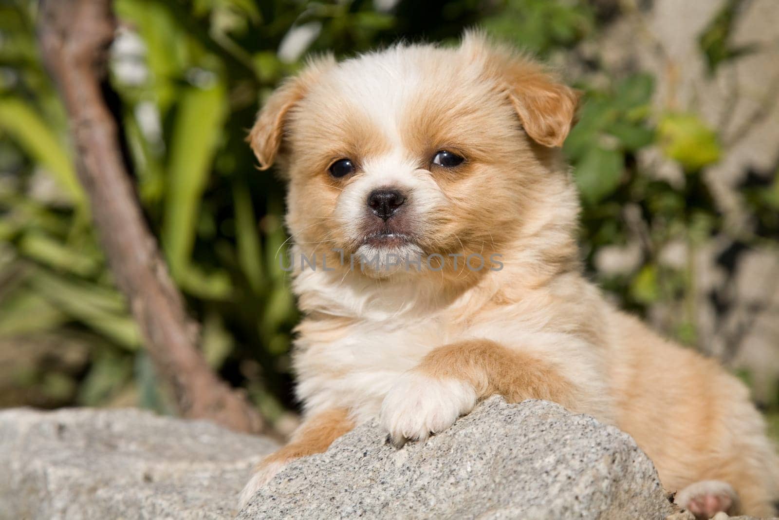 young happy puppy palying at the garden