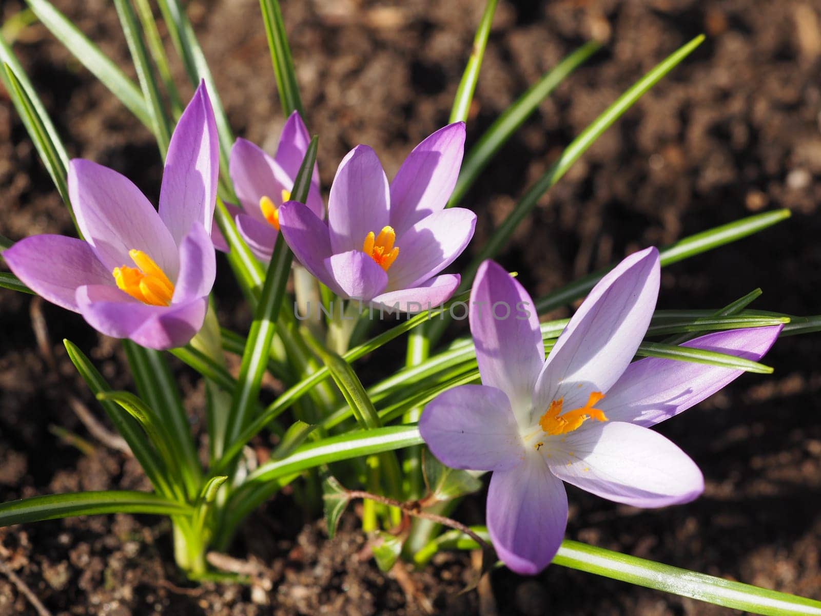 Wild crocuses