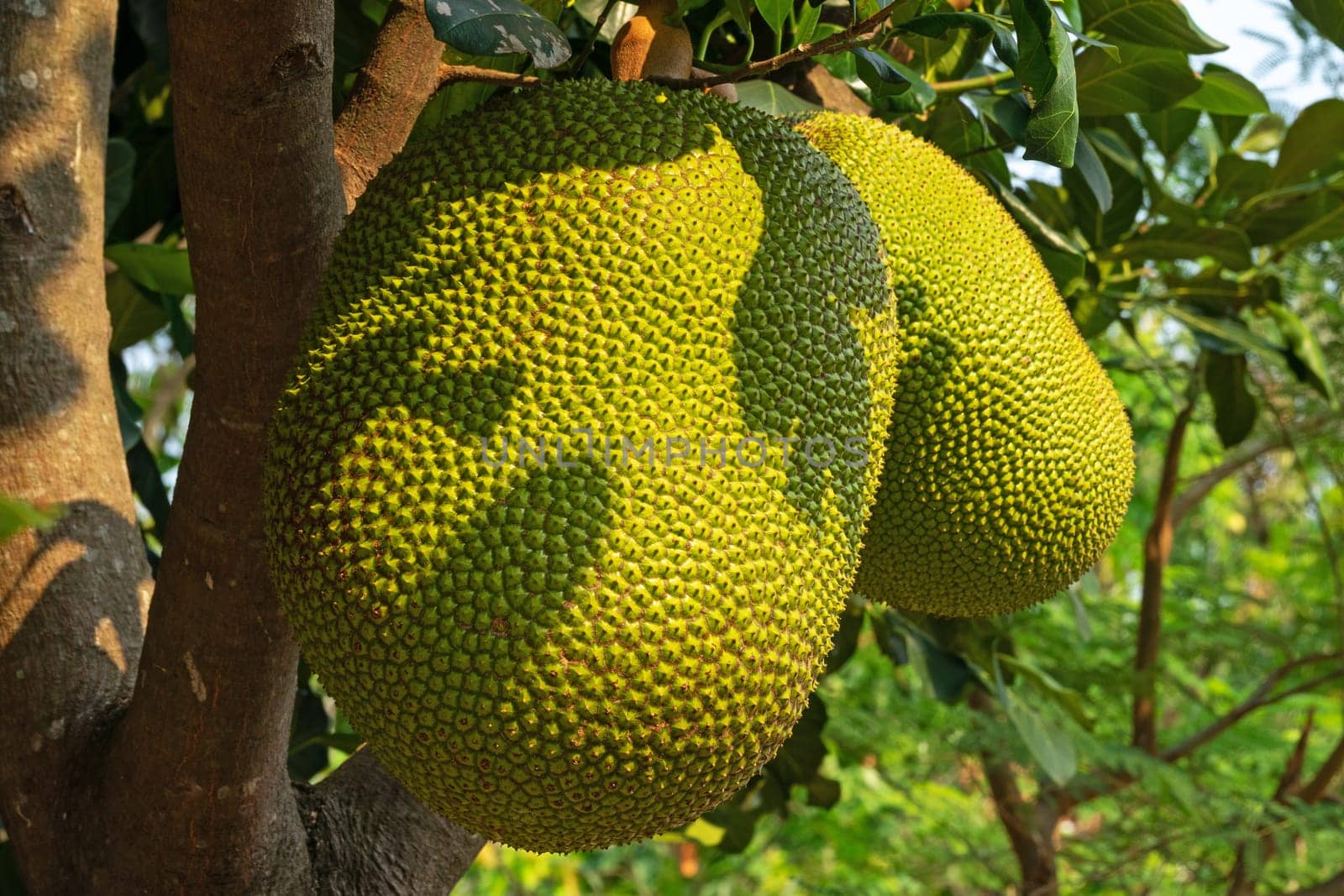 Jackfruit On Tree, close up of tropical juicy fruit