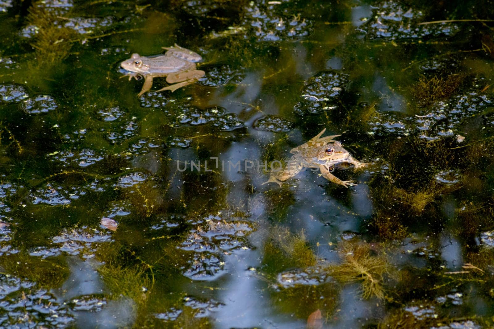 Common frog of Sardinia, present in the ponds in the summer. Its natural habitats are temperate forests, temperate shrubland, rivers, intermittent rivers, freshwater marshes, intermittent freshwater marshes, and urban areas.