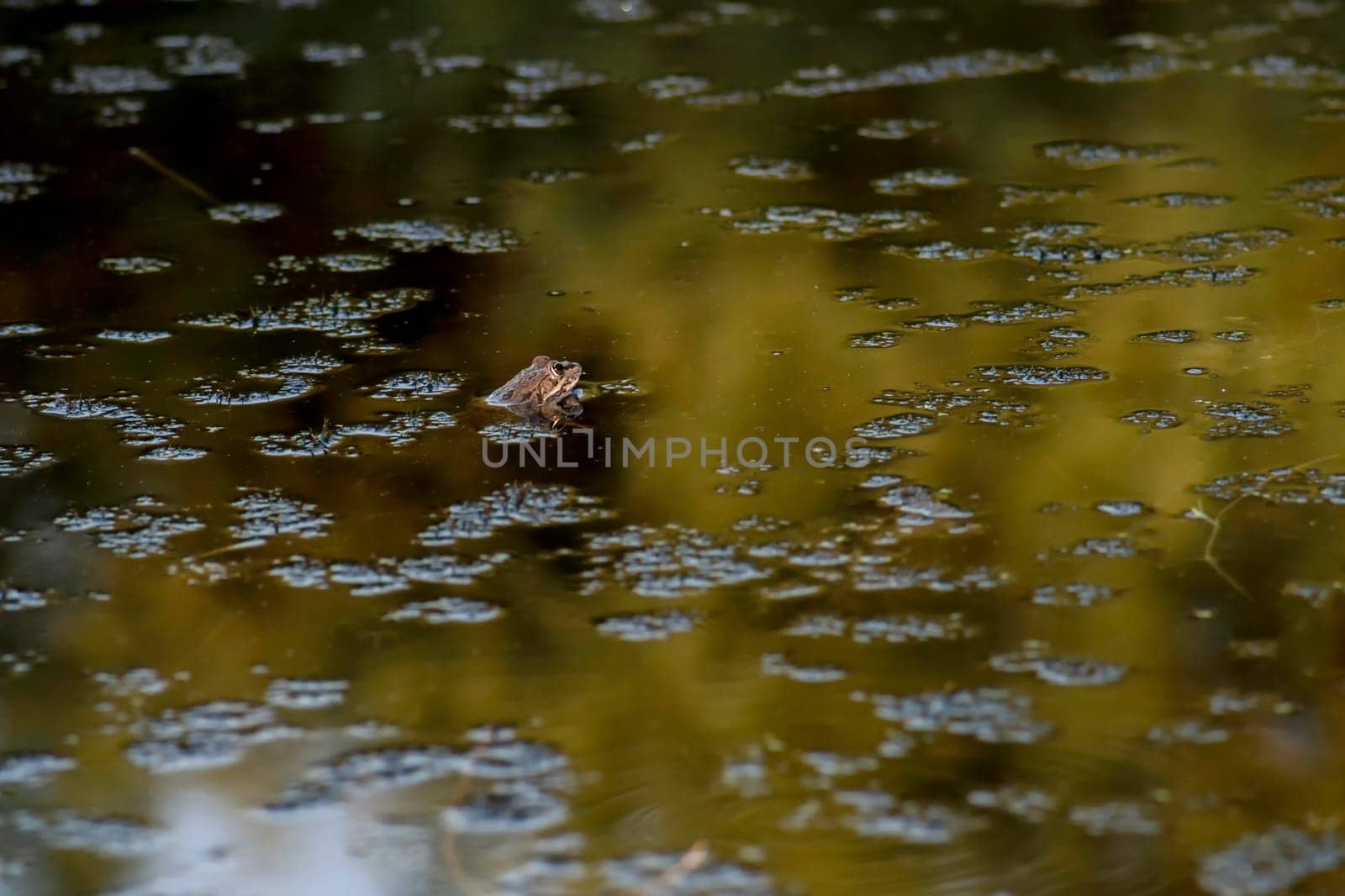 Common frog of Sardinia, present in the ponds in the summer. Its natural habitats are temperate forests, temperate shrubland, rivers, intermittent rivers, freshwater marshes, intermittent freshwater marshes, and urban areas.