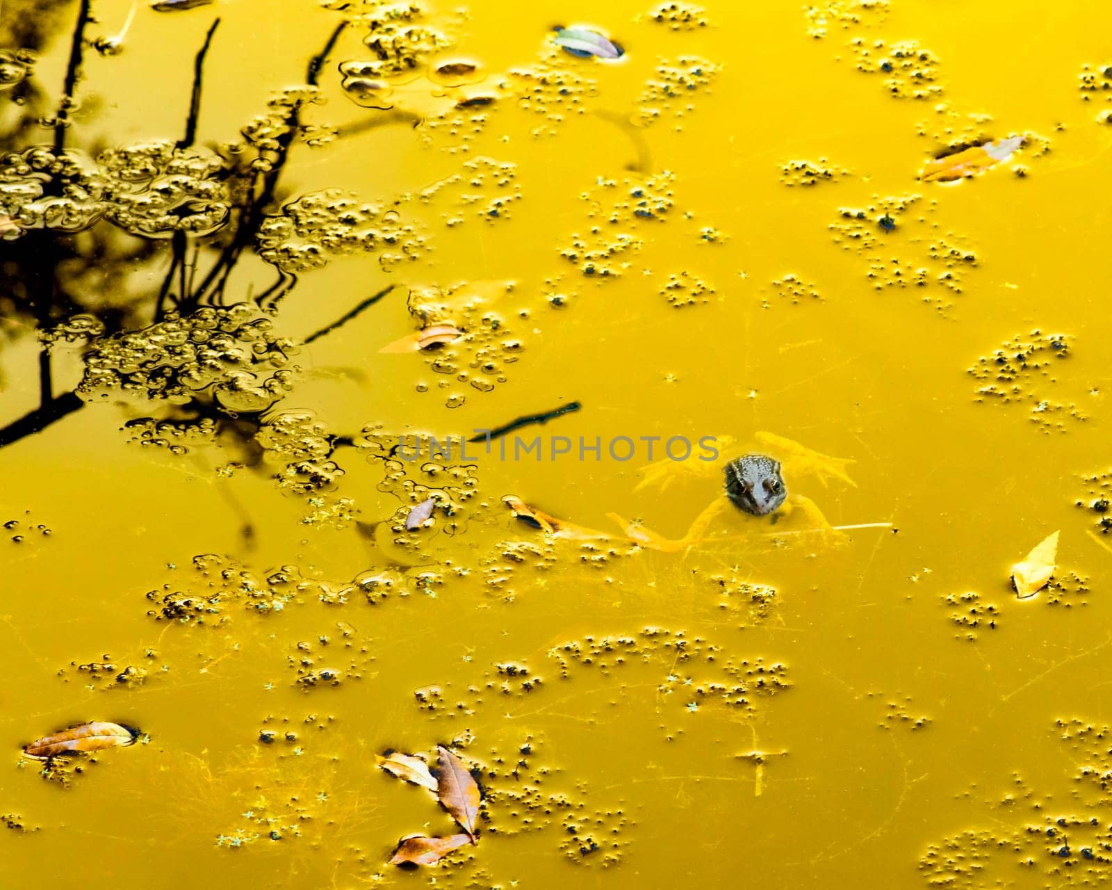 Common frog of Sardinia, present in the ponds in the summer. Its natural habitats are temperate forests, temperate shrubland, rivers, intermittent rivers, freshwater marshes, intermittent freshwater marshes, and urban areas.