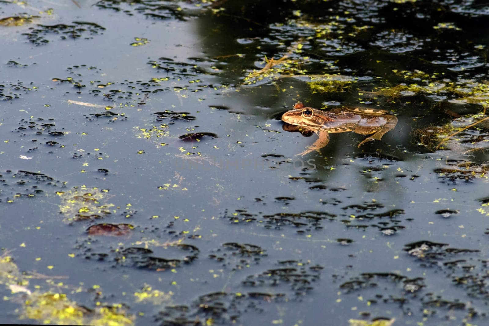 Common frog of Sardinia, present in the ponds in the summer. Its natural habitats are temperate forests, temperate shrubland, rivers, intermittent rivers, freshwater marshes, intermittent freshwater marshes, and urban areas.