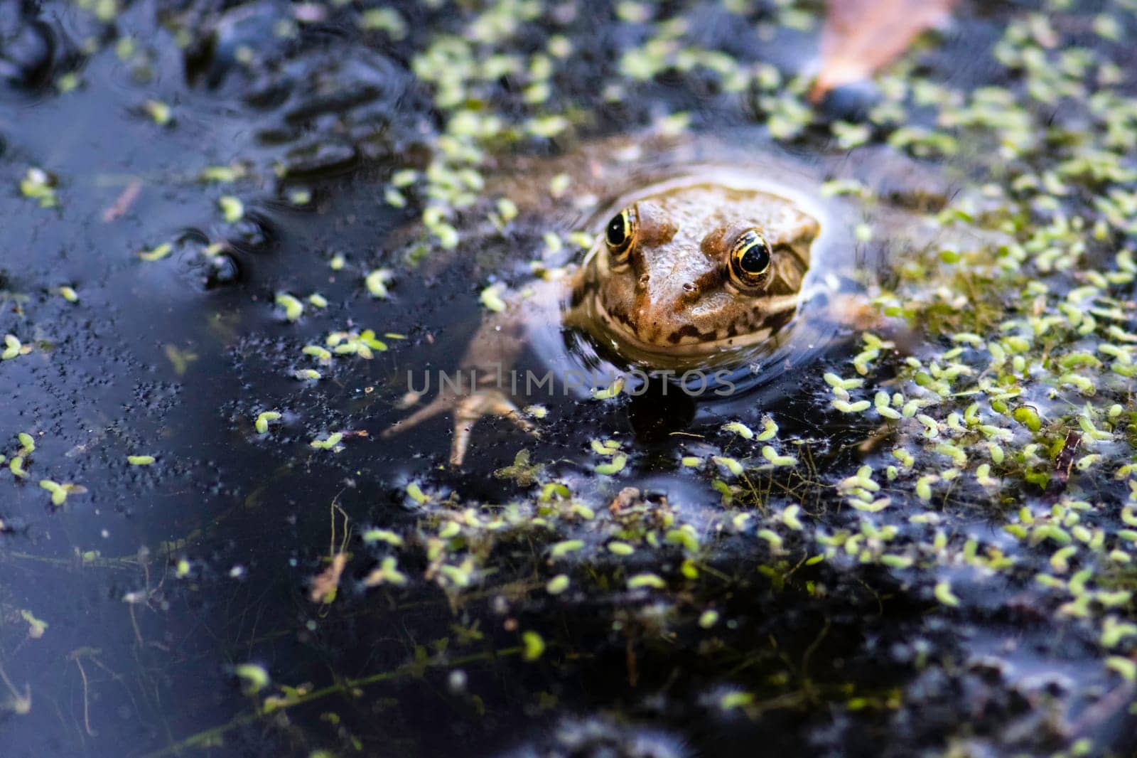 Common frog of Sardinia, present in the ponds in the summer. Its natural habitats are temperate forests, temperate shrubland, rivers, intermittent rivers, freshwater marshes, intermittent freshwater marshes, and urban areas.