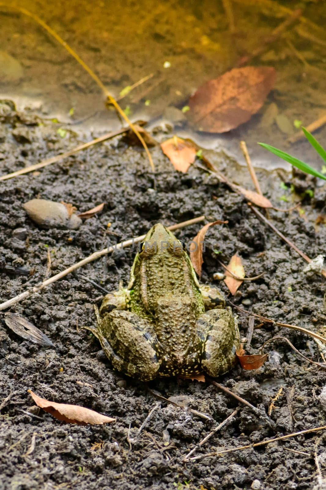 Common frog of Sardinia, present in the ponds in the summer. Its natural habitats are temperate forests, temperate shrubland, rivers, intermittent rivers, freshwater marshes, intermittent freshwater marshes, and urban areas.