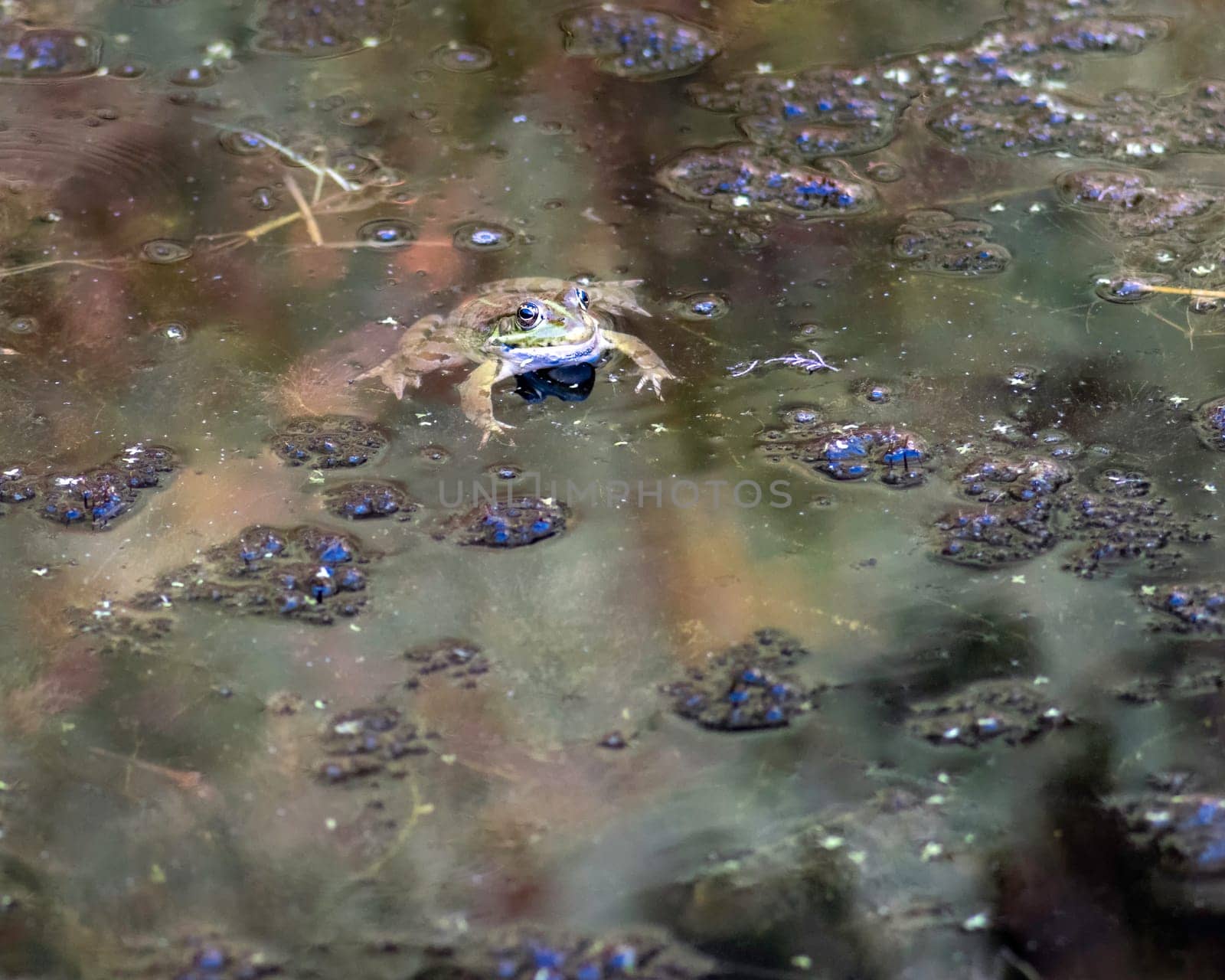 Common frog of Sardinia, present in the ponds in the summer. Its natural habitats are temperate forests, temperate shrubland, rivers, intermittent rivers, freshwater marshes, intermittent freshwater marshes, and urban areas.