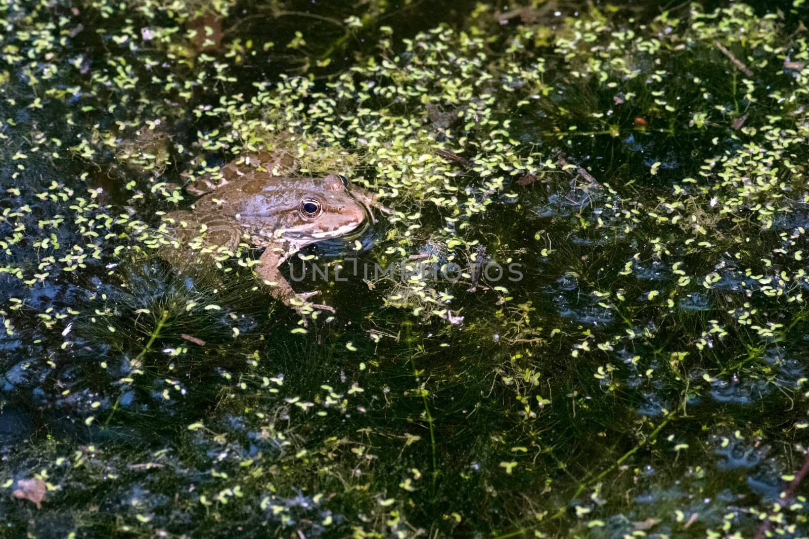 Common frog of Sardinia, present in the ponds in the summer. Its natural habitats are temperate forests, temperate shrubland, rivers, intermittent rivers, freshwater marshes, intermittent freshwater marshes, and urban areas.