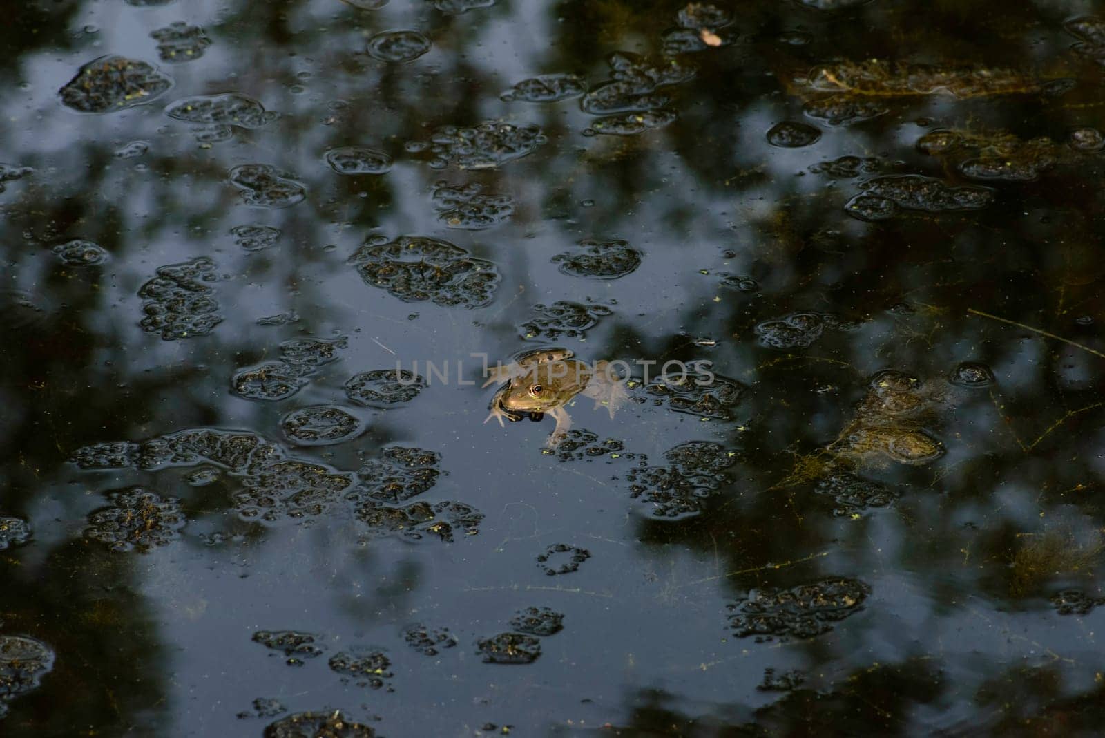 Common frog of Sardinia, present in the ponds in the summer. Its natural habitats are temperate forests, temperate shrubland, rivers, intermittent rivers, freshwater marshes, intermittent freshwater marshes, and urban areas.