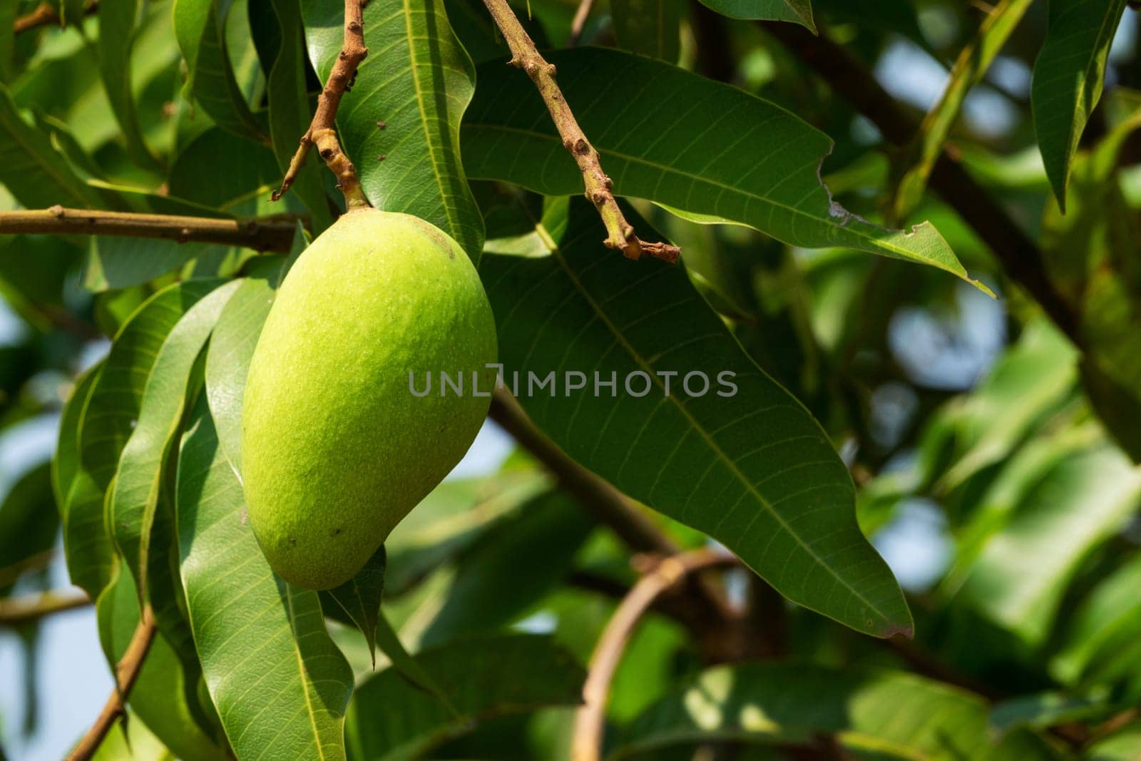 Mango Fruit Tree, close up of tropical fruit hanging on tree
