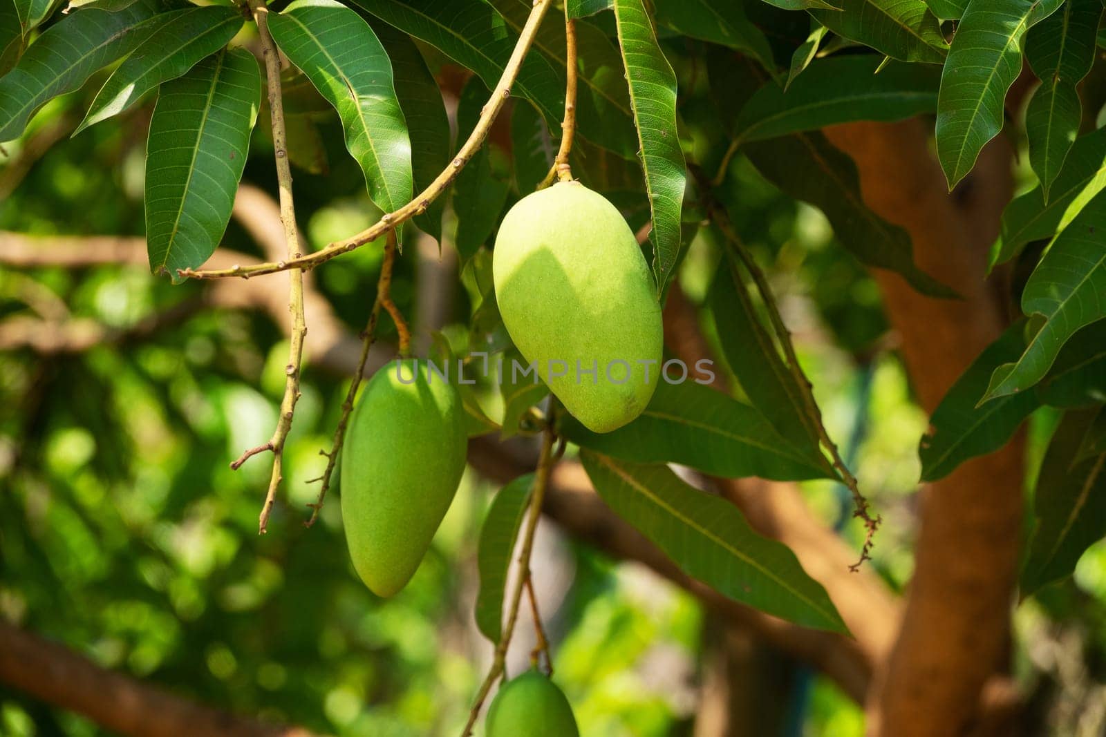 Mango Fruit Tree, close up of tropical fruit hanging on tree
