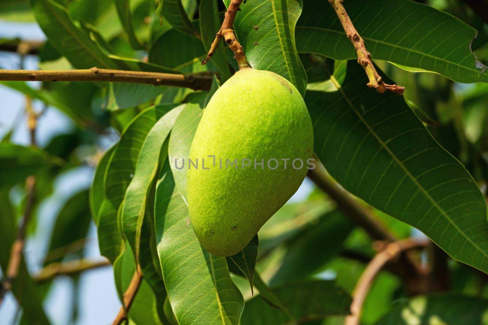 Mango Fruit Tree, close up of tropical fruit hanging on tree