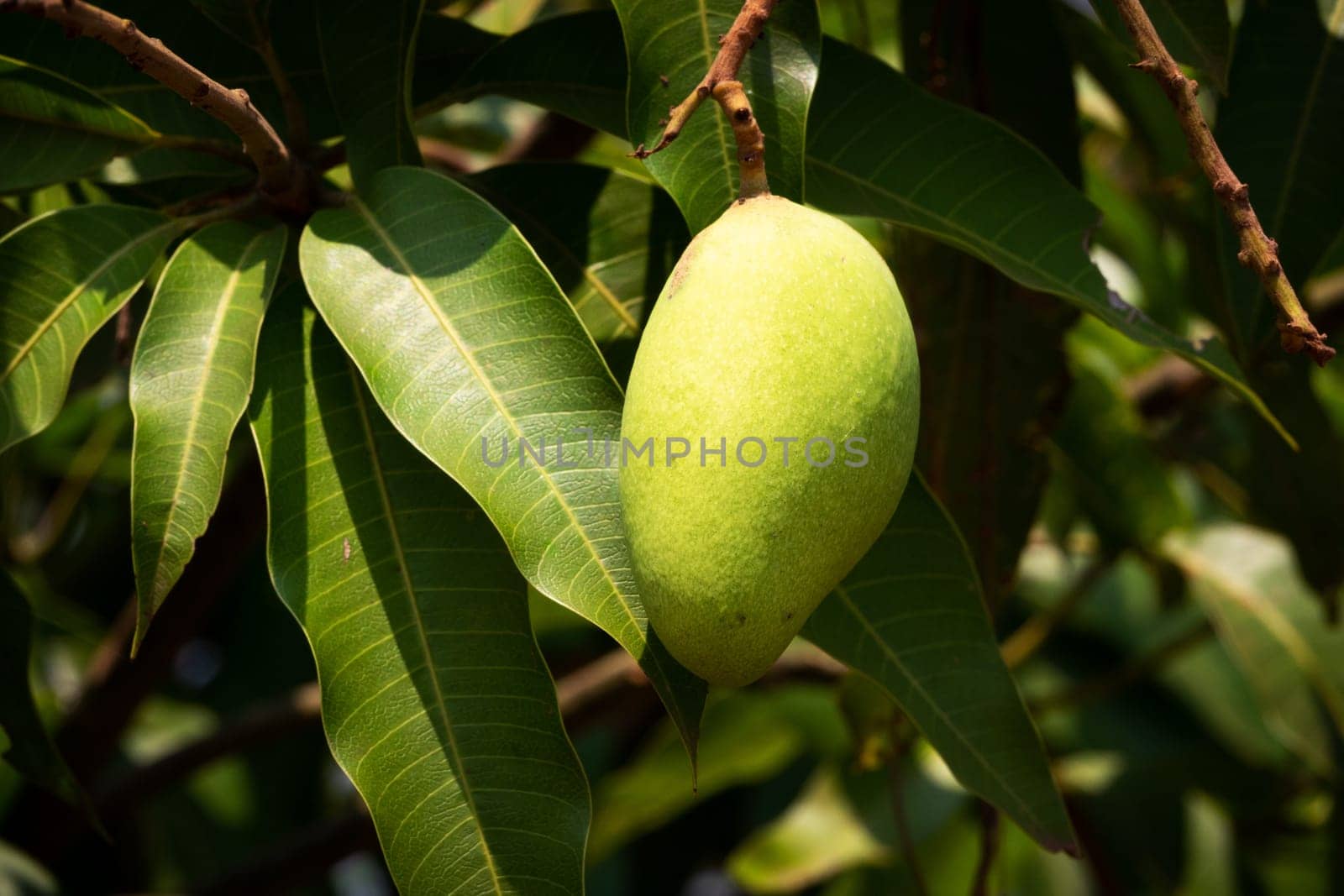 Mango Fruit Tree, close up of tropical fruit hanging on tree