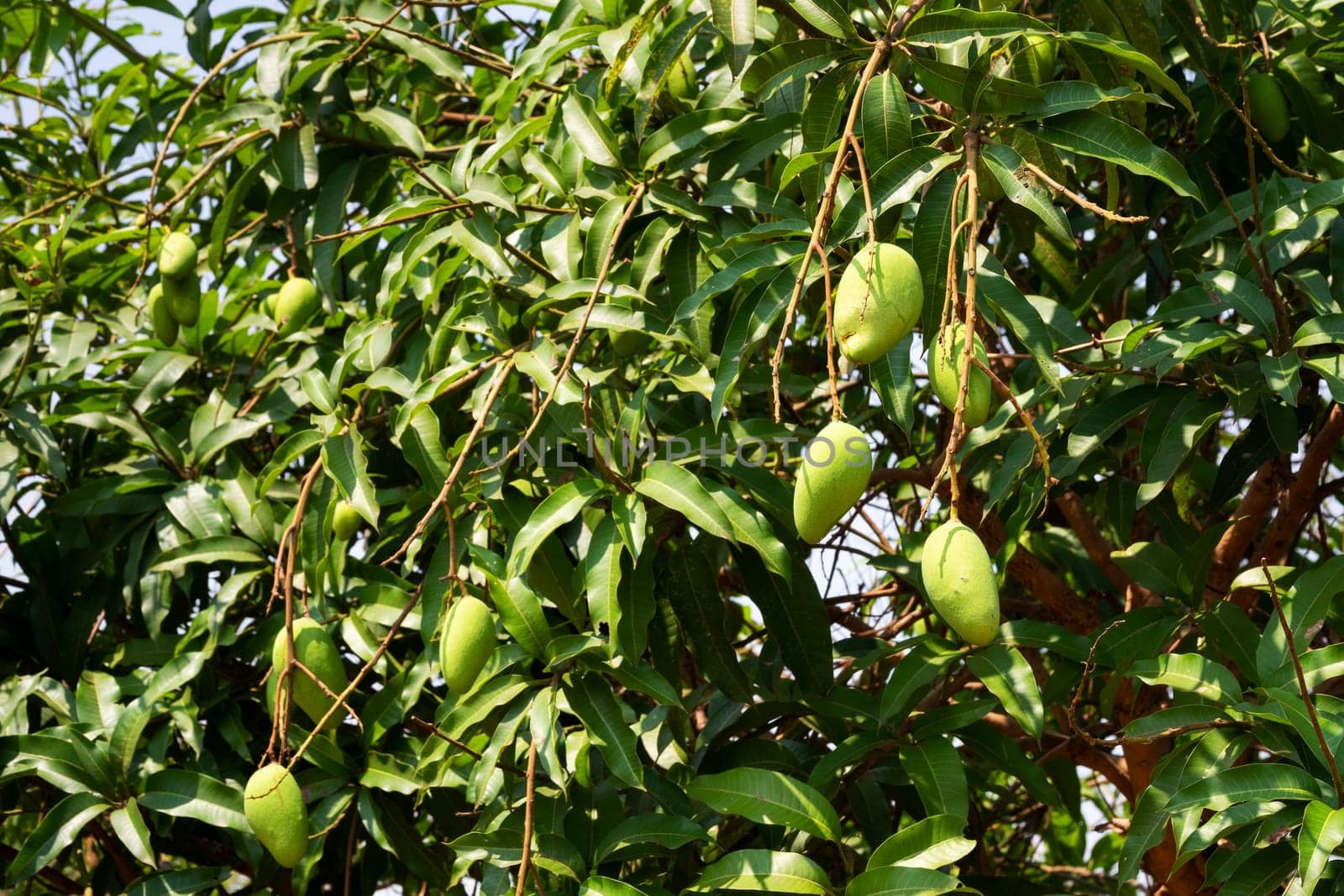 Mango Fruit Tree, close up of tropical fruit hanging on tree