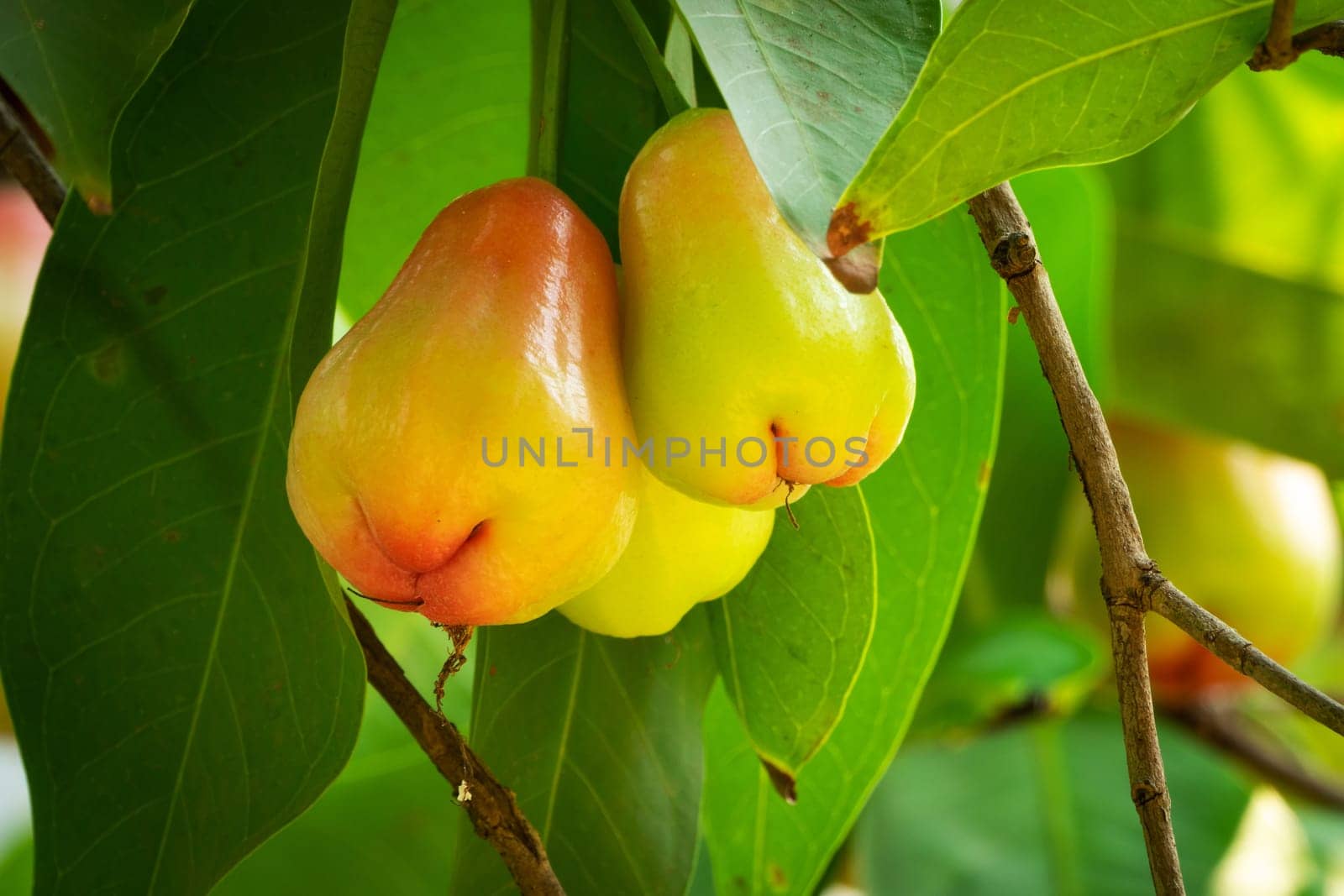 Water Apple Fruit, close up of tropical fruit hanging on tree