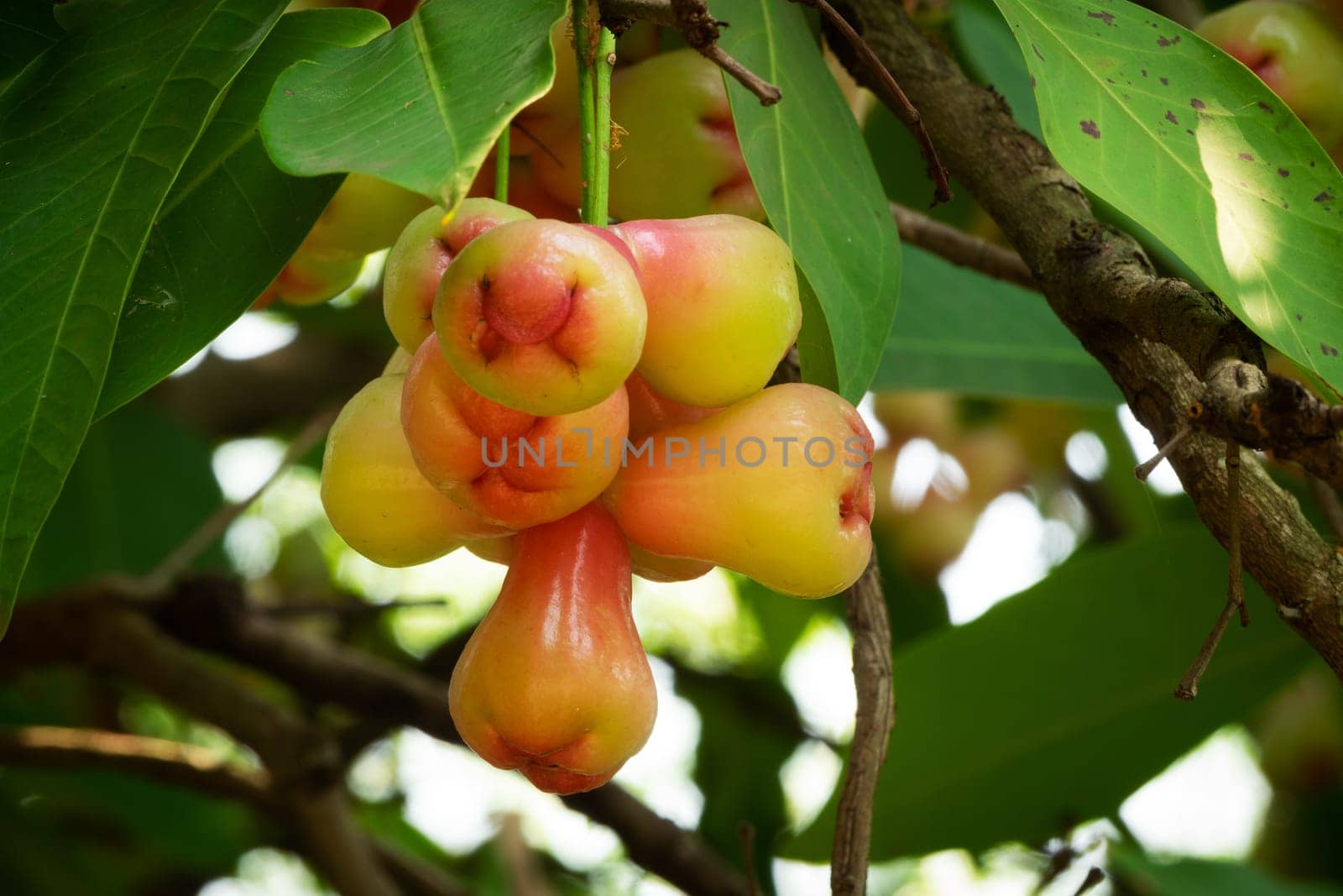 Water Apple Fruit, close up of tropical fruit hanging on tree
