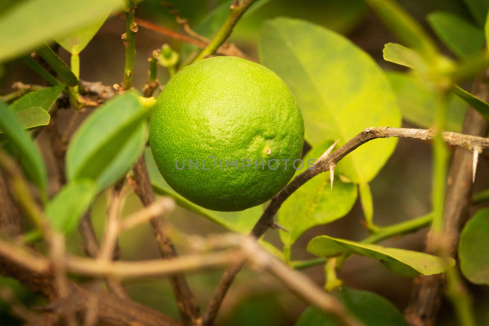 Lime Fruit On Tree, close up of citrus fruit
