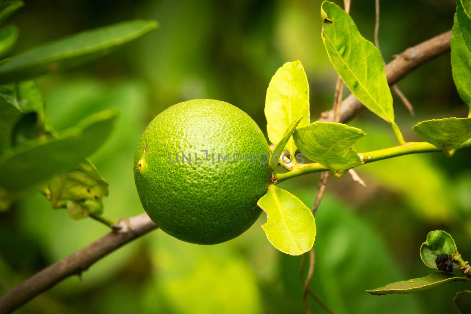 Lime Fruit On Tree, close up of citrus fruit