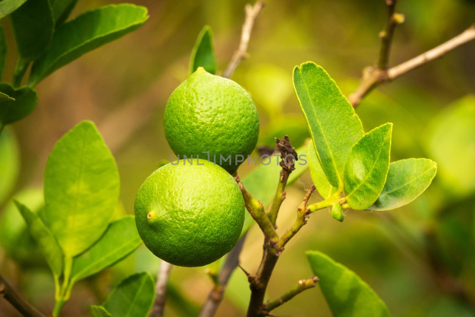 Lime Fruit On Tree, close up of citrus fruit