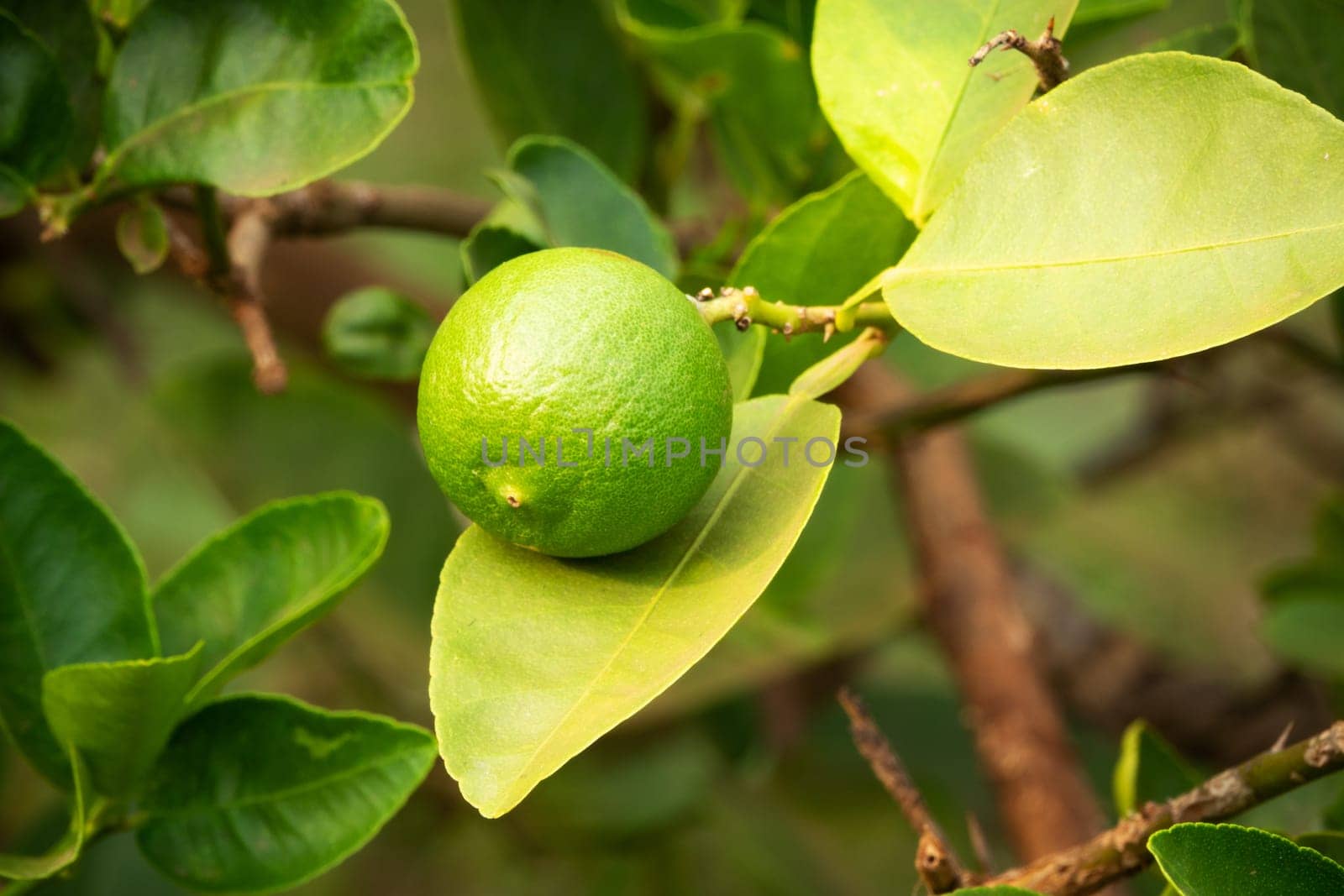 Lime Fruit On Tree, close up of citrus fruit