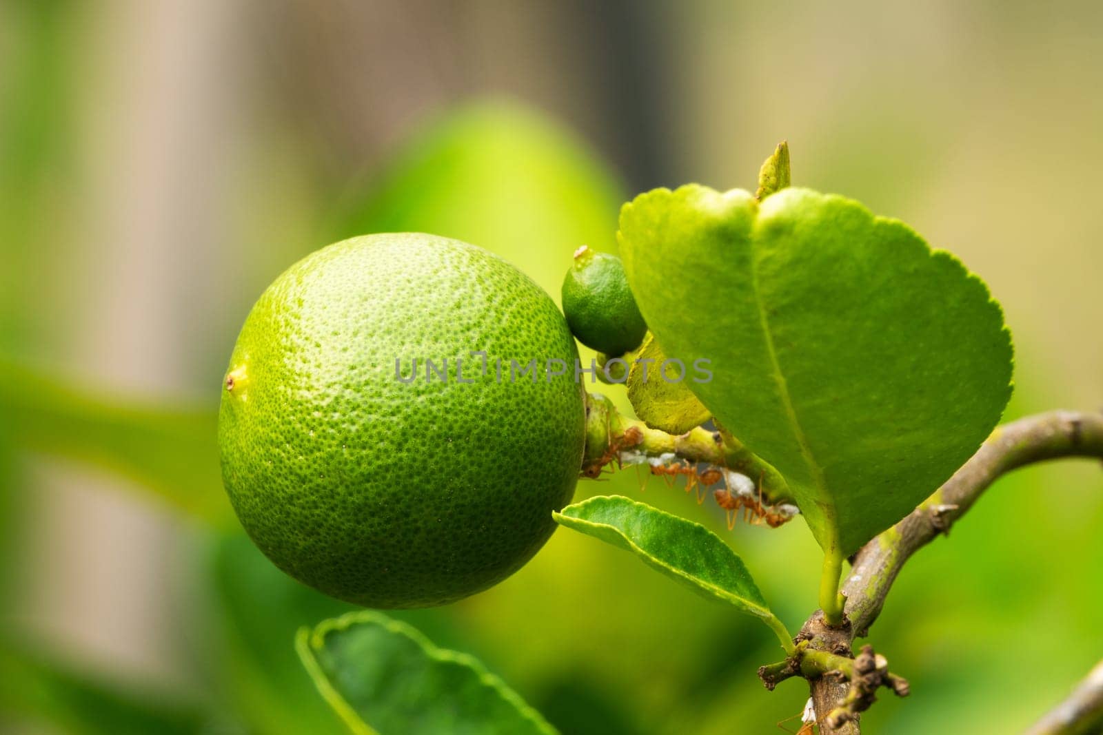 Lime Fruit On Tree, close up of citrus fruit