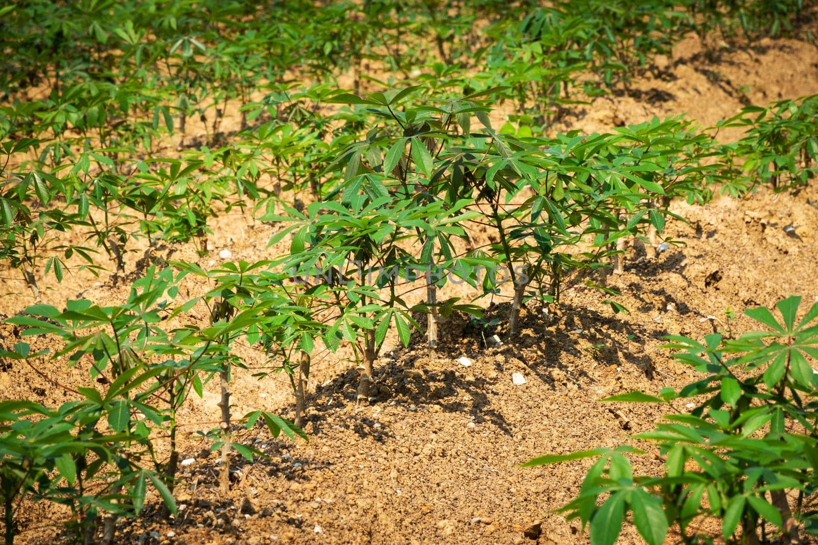 Cassava Agriculture, landscape with rows of crop