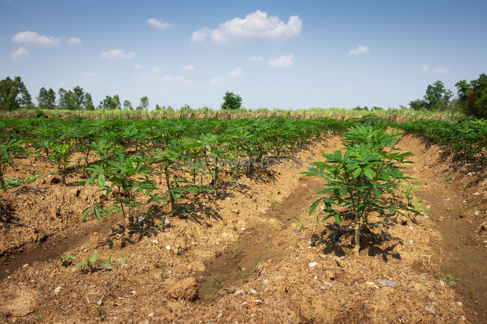 Cassava Agriculture, landscape with rows of crop