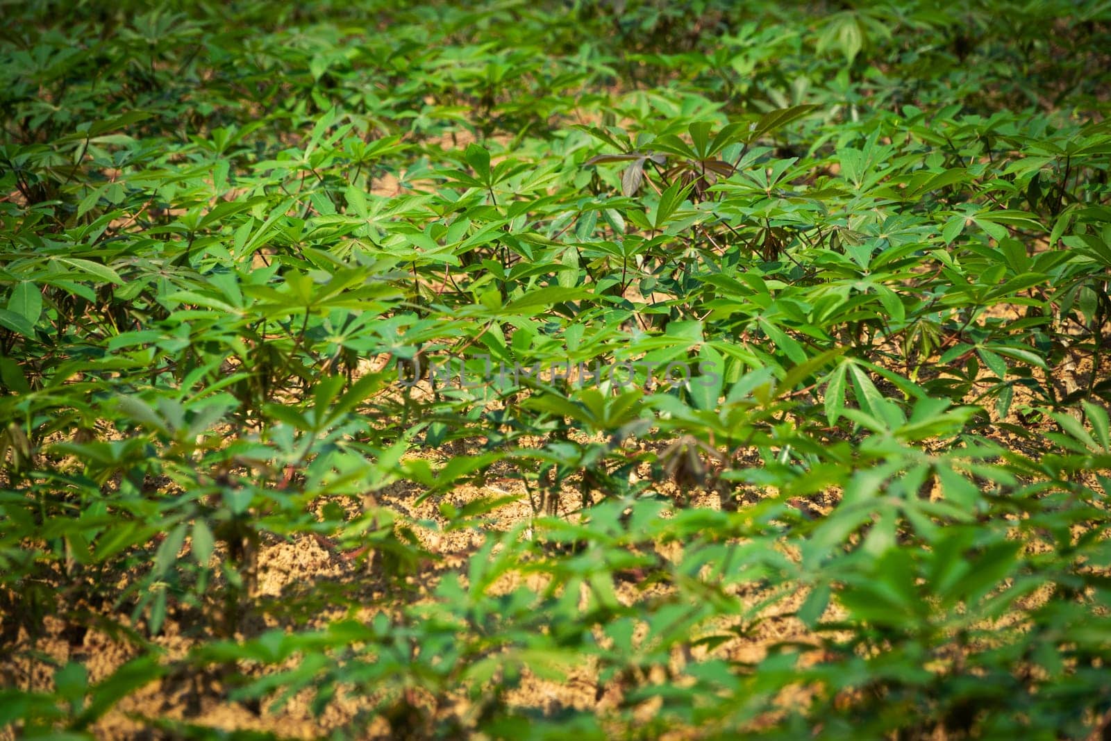 Cassava Agriculture, landscape with rows of crop