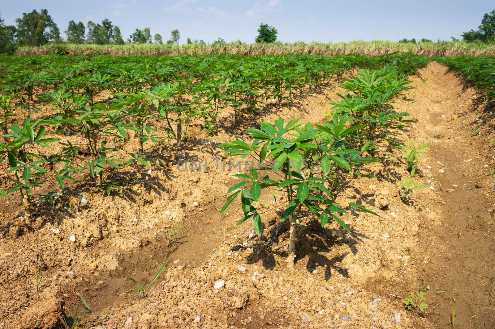 Cassava Agriculture, landscape with rows of crop