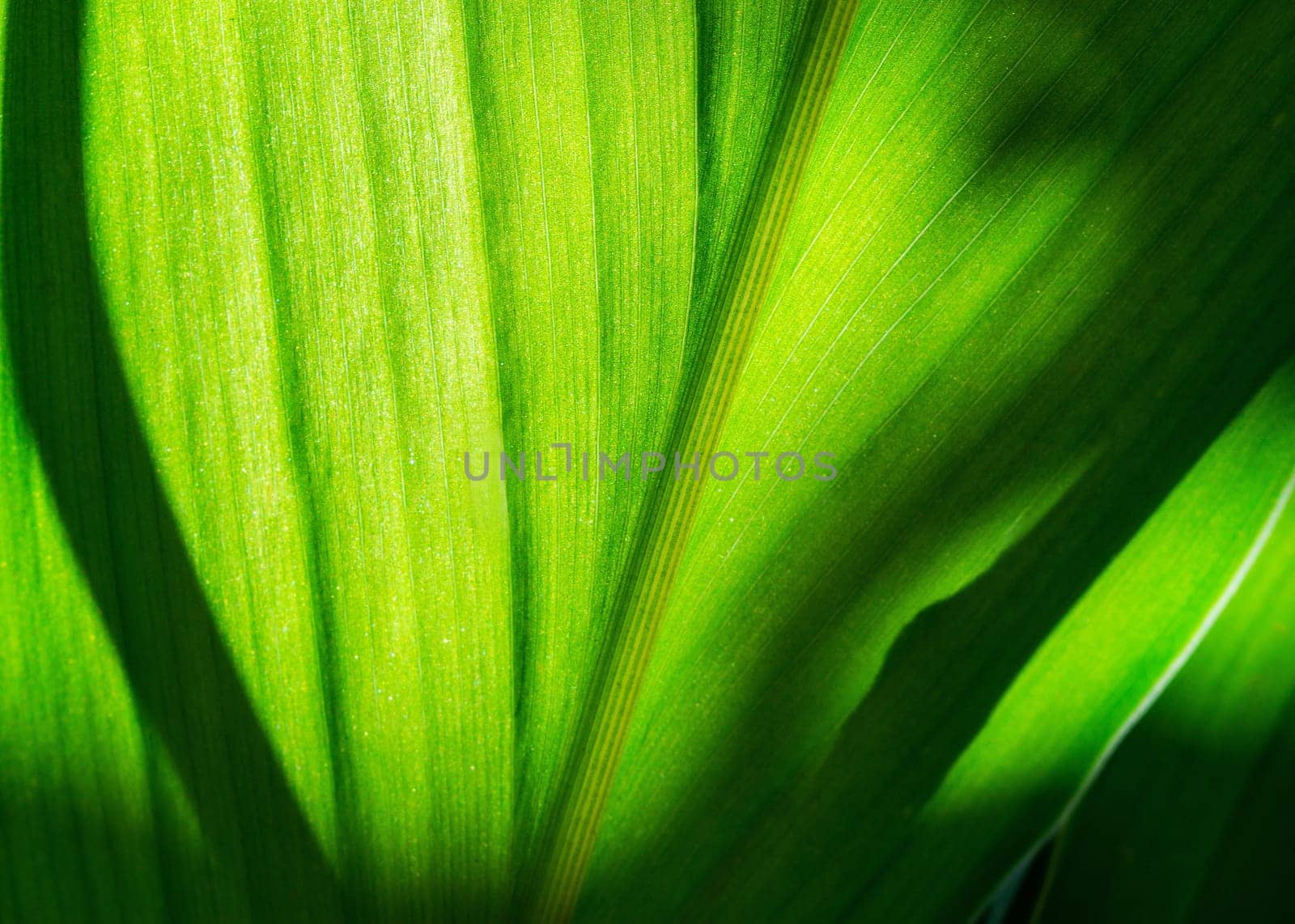 Green leaf with shadow blurred background