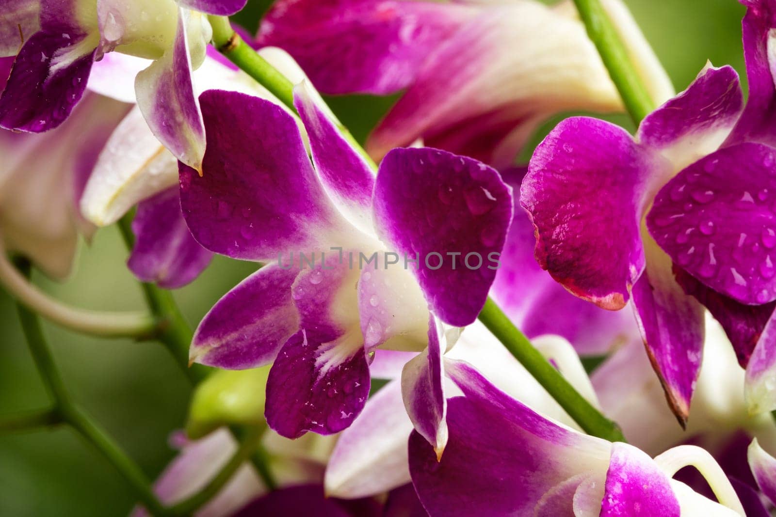 Orchid Purple, close up of tropical flower head