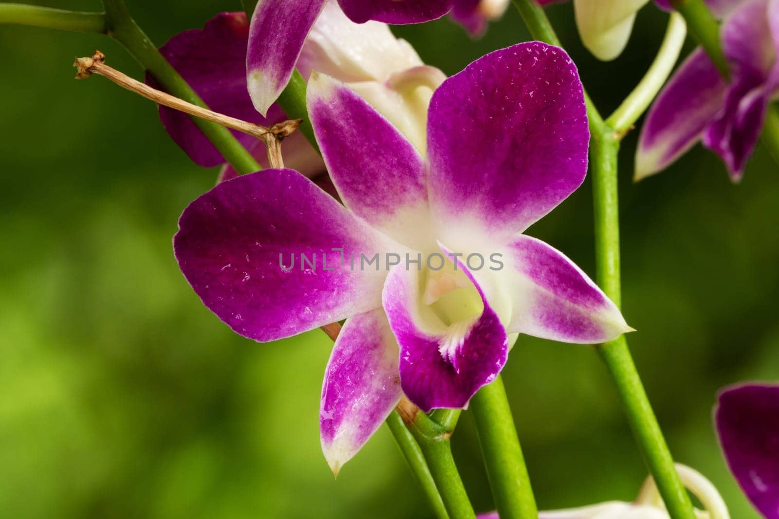 Orchid Purple, close up of tropical flower head