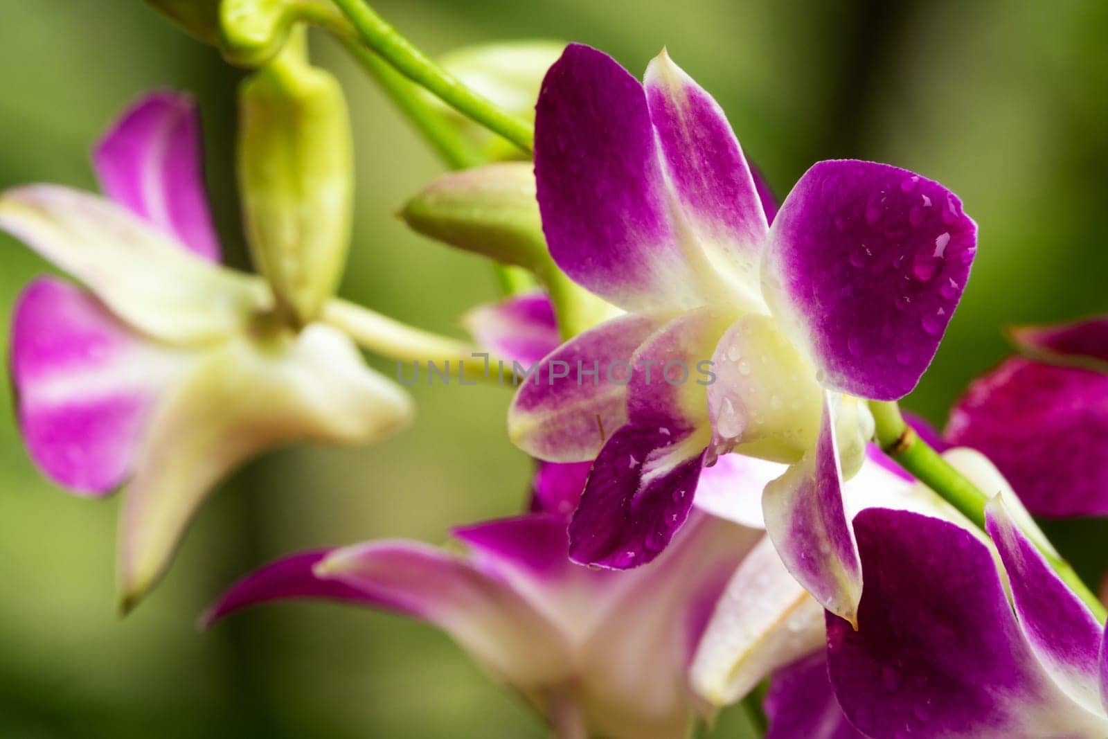 Orchid Purple, close up of tropical flower head