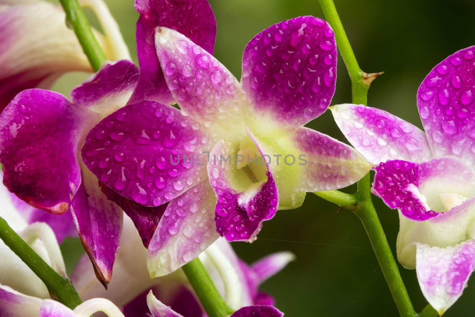 Orchid Purple, close up of tropical flower head