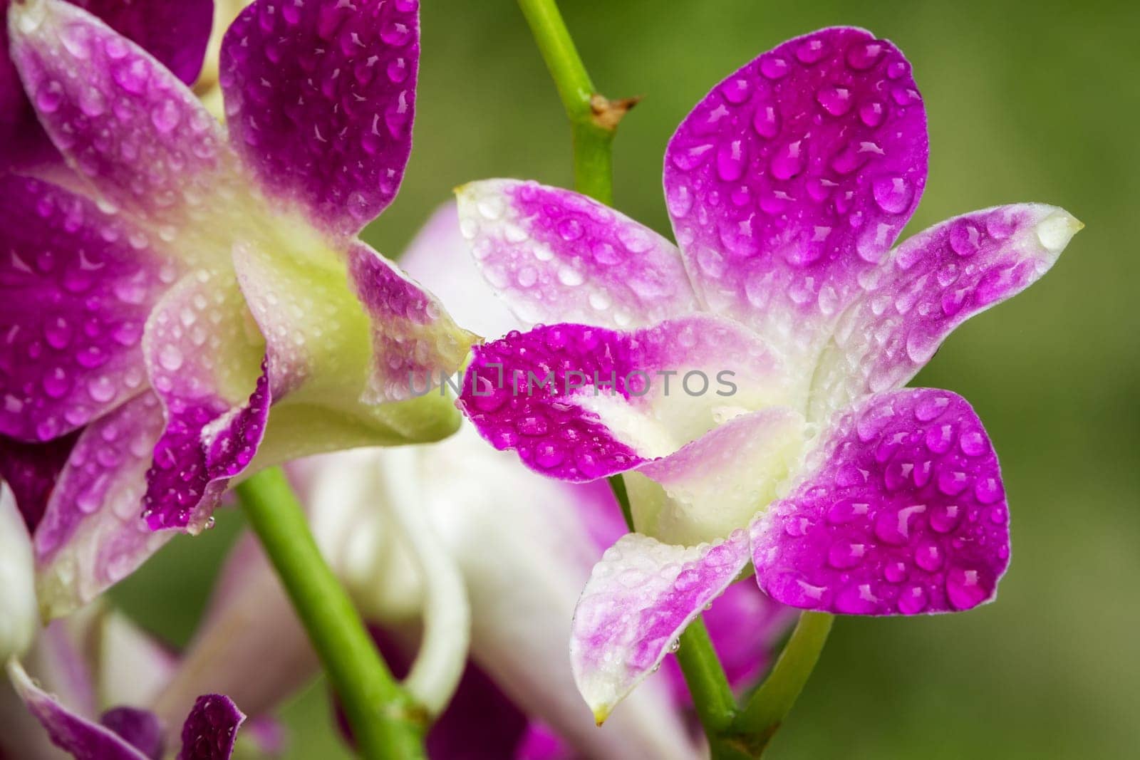 Orchid Purple, close up of tropical flower head