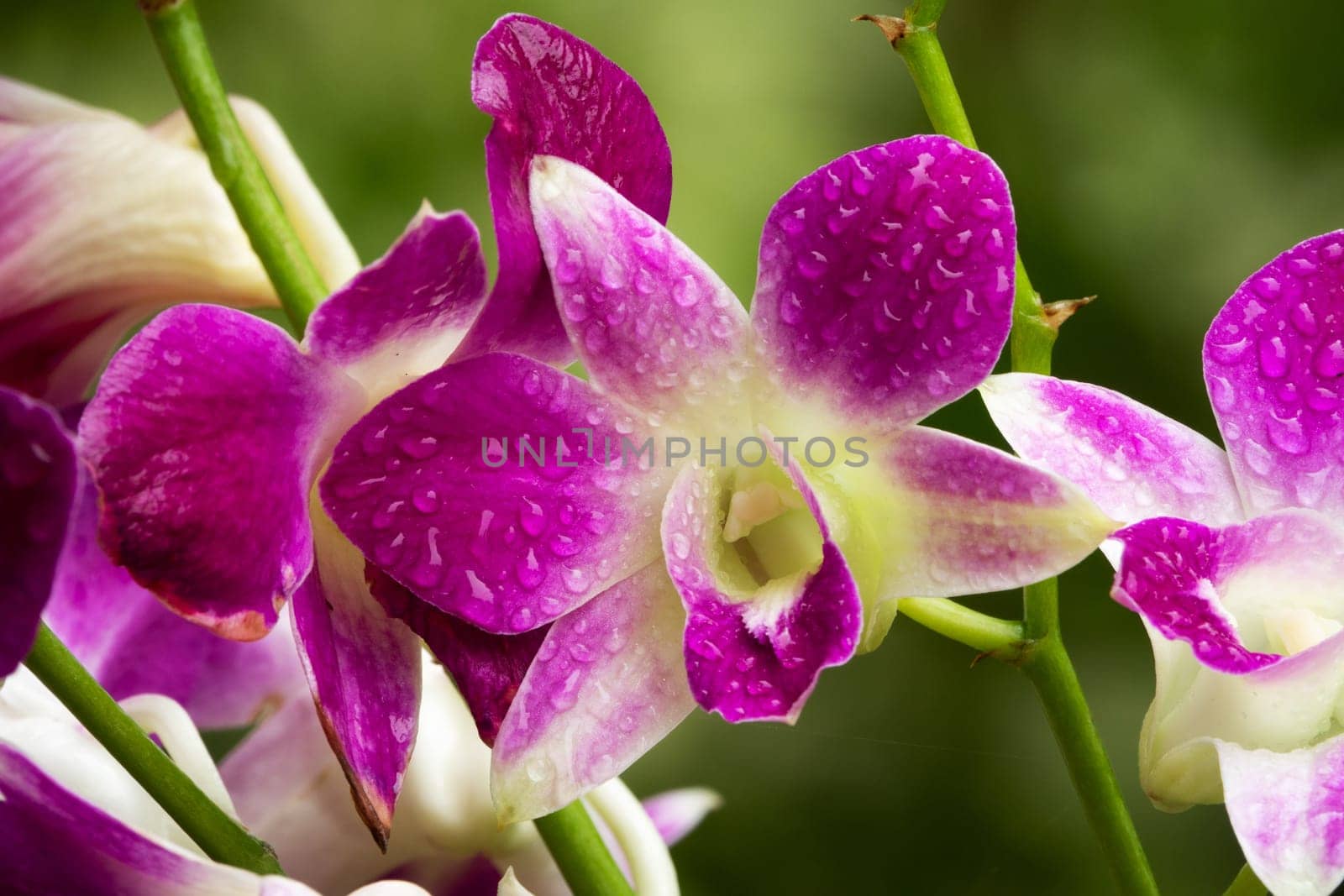 Orchid Purple, close up of tropical flower head