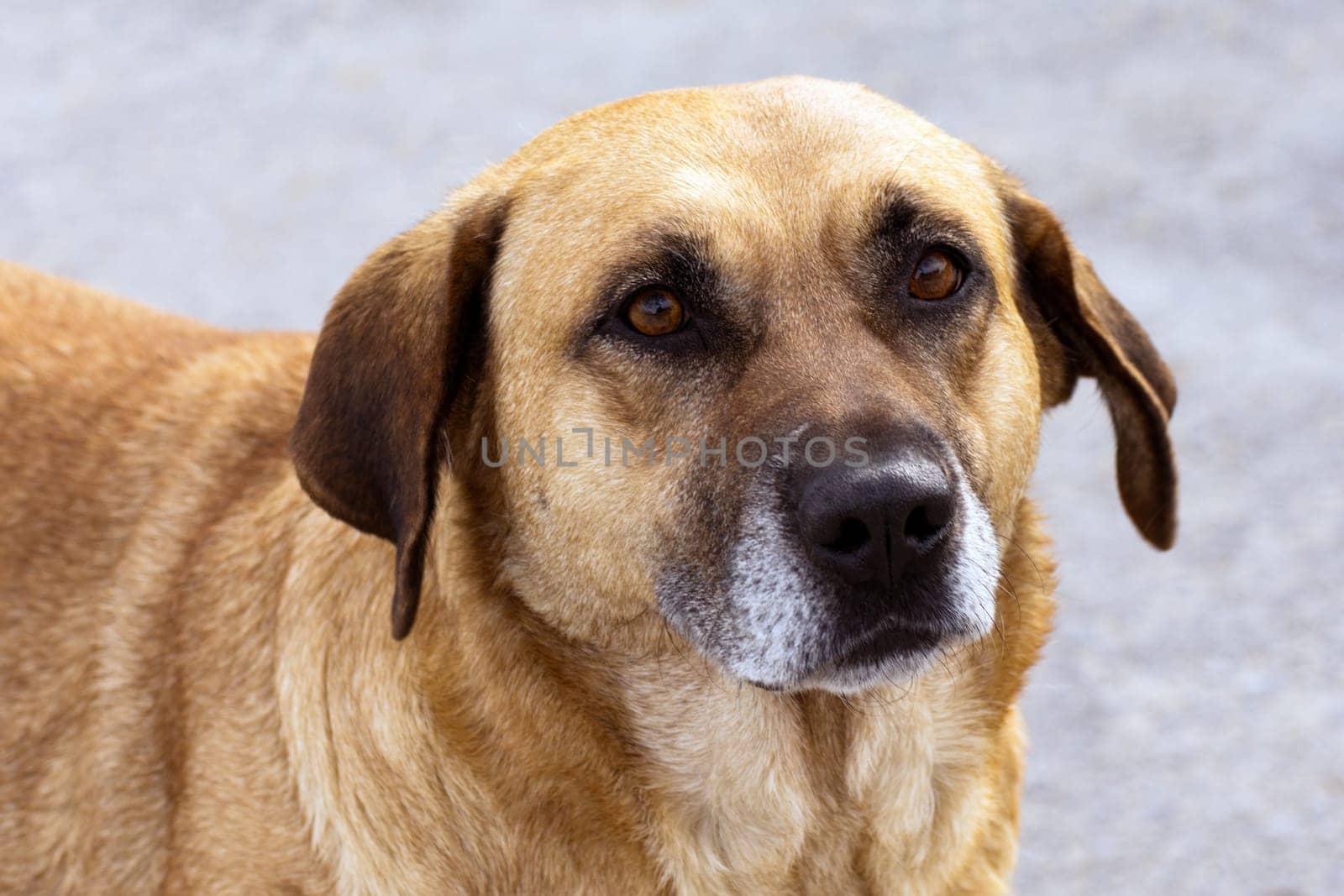 Animal portrait of lovely brown dog on gray background.