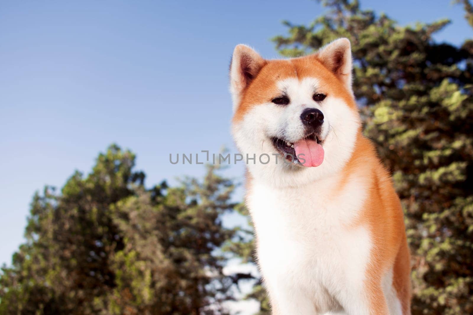 Animal portrait of lovely Japanese akita dog outdoors in nature.
