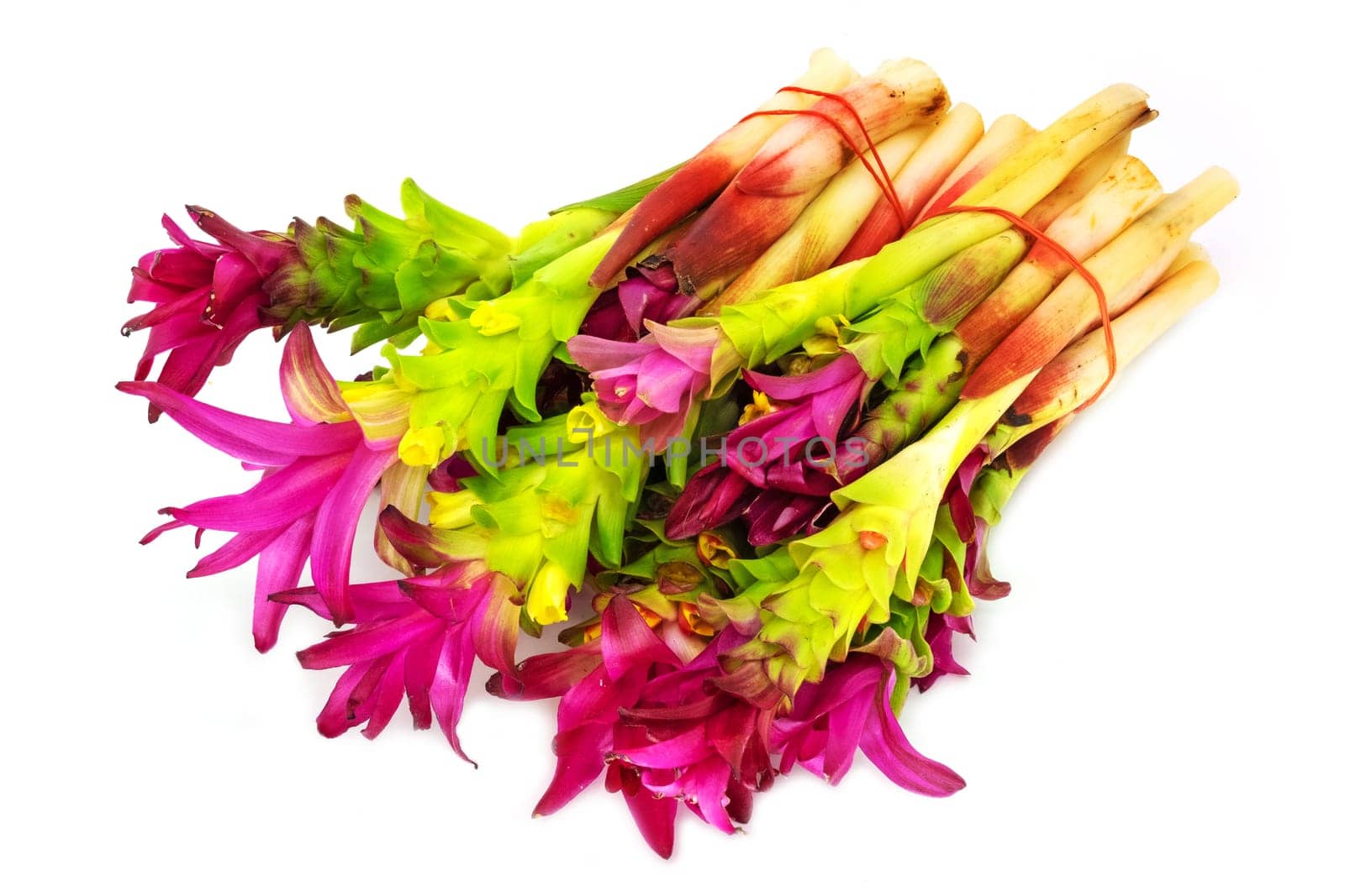 Curcuma alismatifolia, close up of eatable plant on white background