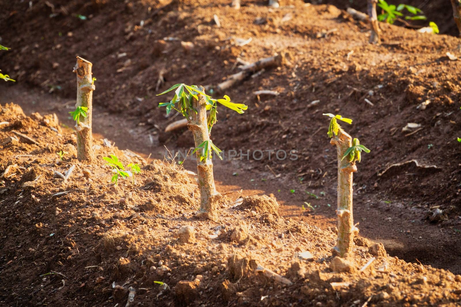 Cassava Plantation, agriculture field with tropical plant