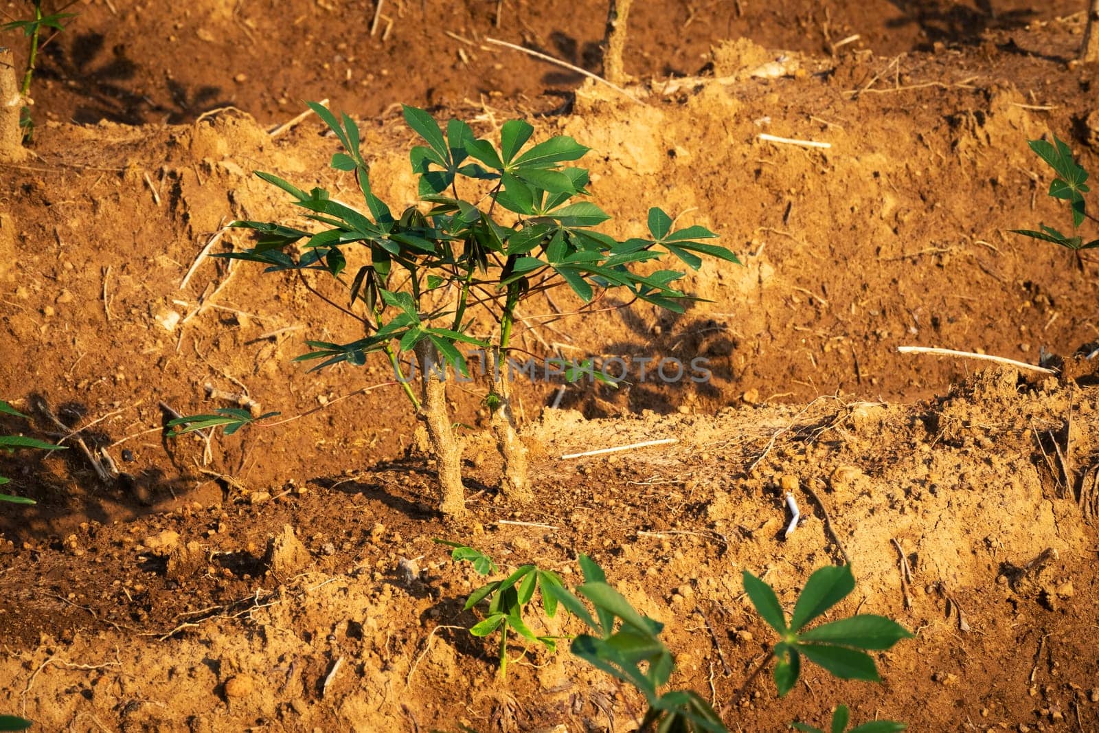 Cassava Plantation, agriculture field with tropical plant