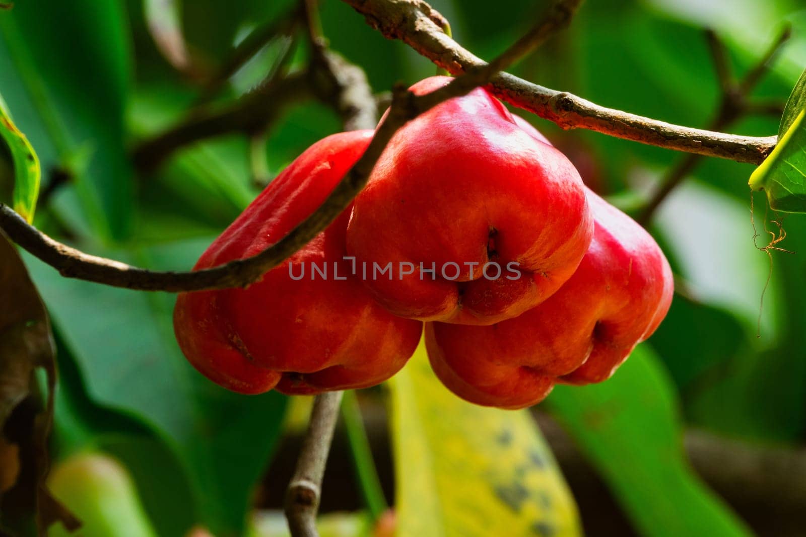 Java Apple On Tree, close up of tropical fruit