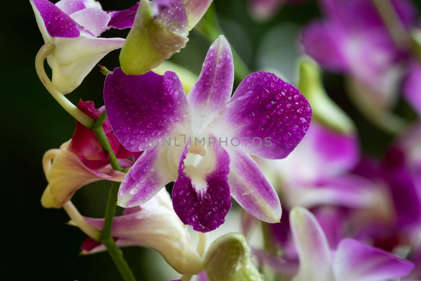 Purple Orchid With Waterdrops, close up of tropical flower